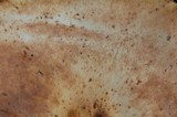 Rhodocollybia maculata image