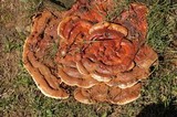 Ganoderma sessile image