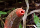 Mutinus elegans image