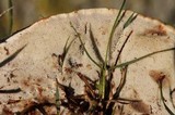 Ganoderma sessile image