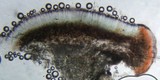 Lecidea diducens image