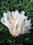 Hydnopolyporus palmatus image