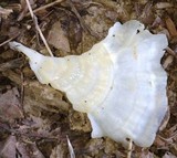 Hydnopolyporus palmatus image