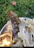 Hydnopolyporus palmatus image