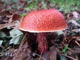 Boletus frostii image