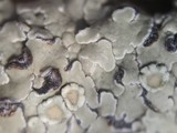 Lecanora muralis image
