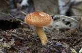 Tricholomopsis formosa image