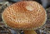 Tricholomopsis formosa image