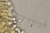 Tricholomopsis formosa image