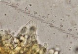 Tricholomopsis formosa image