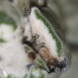 Lecanora muralis image