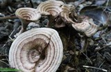 Hydnellum concrescens image