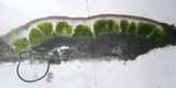 Lecanora muralis image