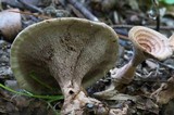 Hydnellum concrescens image
