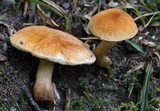 Gyroporus castaneus image