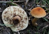 Gyroporus castaneus image