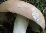 Russula compacta image