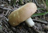 Russula compacta image