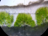 Lecanora muralis image