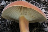 Lactarius hygrophoroides image