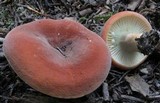 Lactarius hygrophoroides image