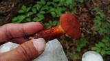 Boletochaete bicolor image