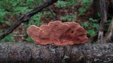 Hapalopilus rutilans image
