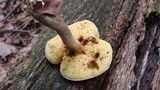 Boletus pallidus image