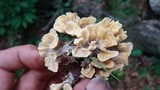 Thelephora vialis image