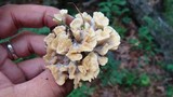 Thelephora vialis image