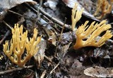 Ramaria flaccida image
