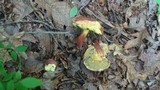 Boletochaete bicolor image