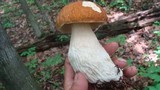 Boletus nobilissimus image