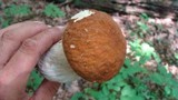 Boletus nobilissimus image