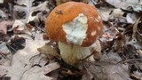 Boletus nobilissimus image