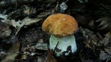 Boletus nobilissimus image