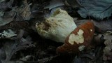 Boletus nobilissimus image