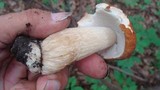 Boletus nobilissimus image