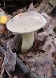 Retiboletus griseus image