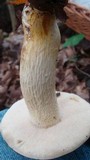 Retiboletus griseus image