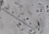 Mycetinis scorodonius image