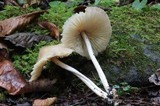 Marasmius nigrodiscus image