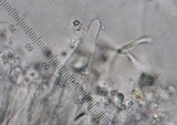 Marasmius nigrodiscus image