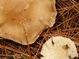 Ampulloclitocybe clavipes image