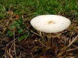 Leucocoprinus cepistipes image
