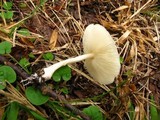 Leucocoprinus cepistipes image