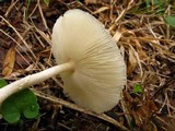Leucocoprinus cepistipes image