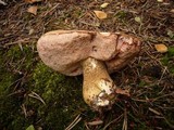 Tylopilus felleus image