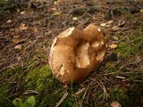 Tylopilus felleus image