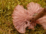 Laccaria bicolor image